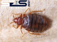 SES Bed Bug Control Adelaide image 3